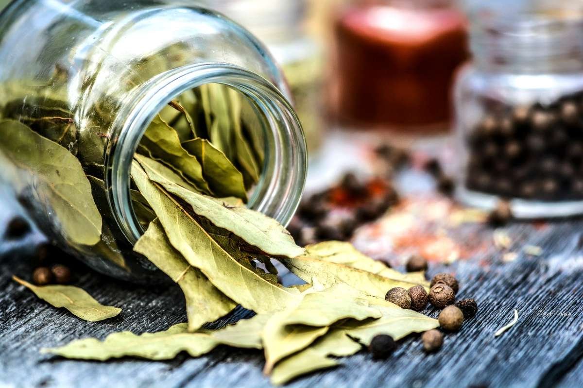 What Can You Substitute For Bay Leaf Meals To Share   Bay Leaves 