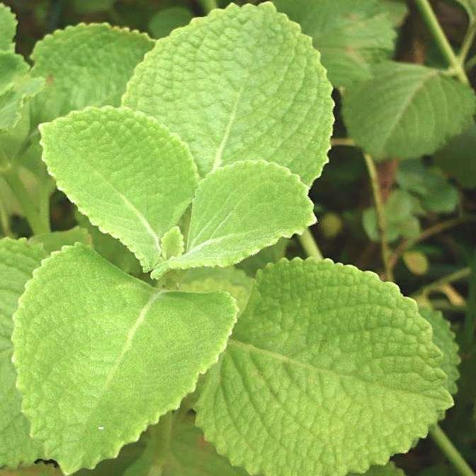 Cuban oregano