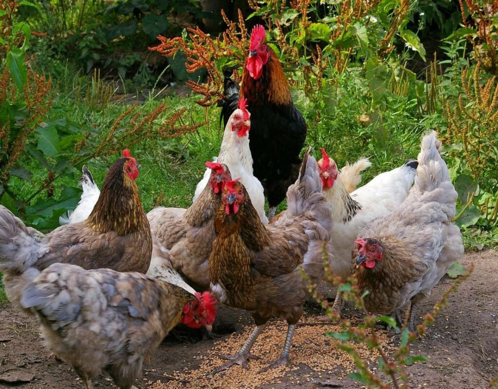 free chickens on a farm. Does organic chicken taste different?